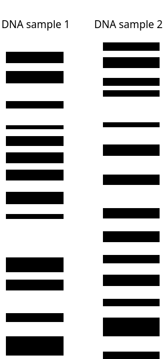 Two DNA samples