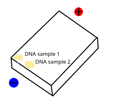 DNA in gel electrophoresis