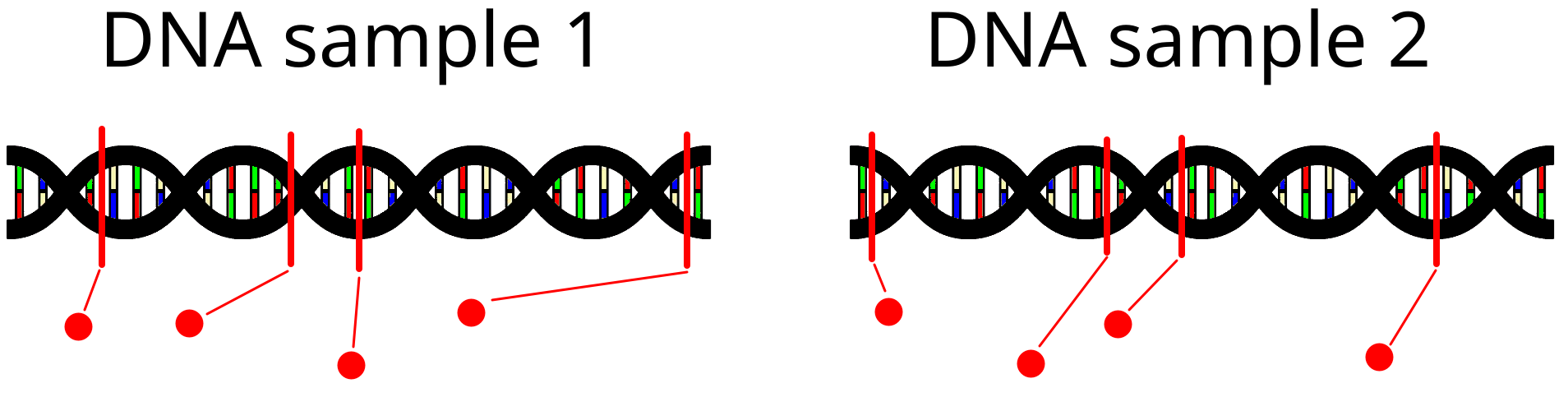 Restriction enzyme splitting DNA