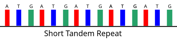 Short Tandem Repeats visualization